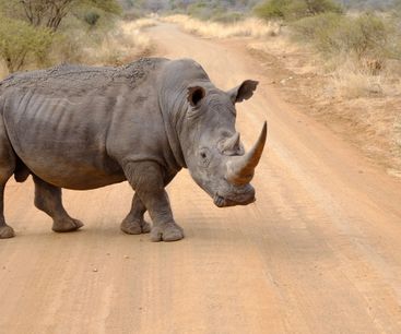 White Rhino or better called square-lipped rhino