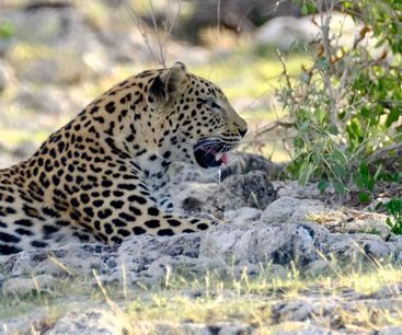 Leopard in the shade at the end of the day