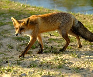 Fox in the Amsterdamse Waterleiding Duinen